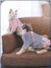 Asian cat clothes