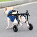 Pet Wheelchair