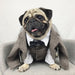 Pet wedding suit