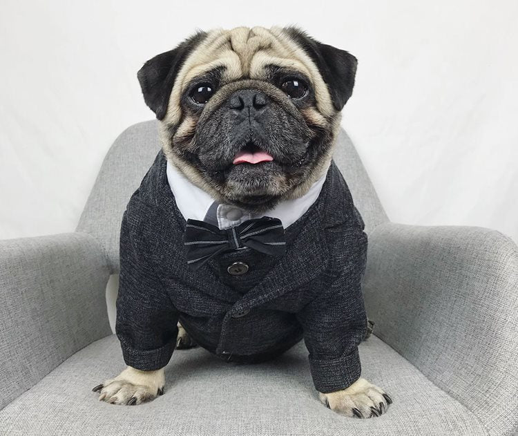 Pet wedding suit