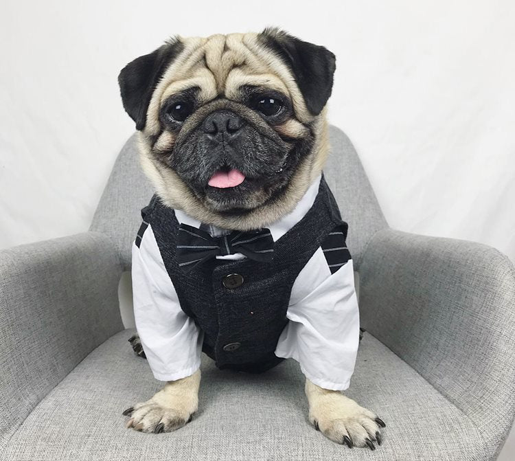 Pet wedding suit